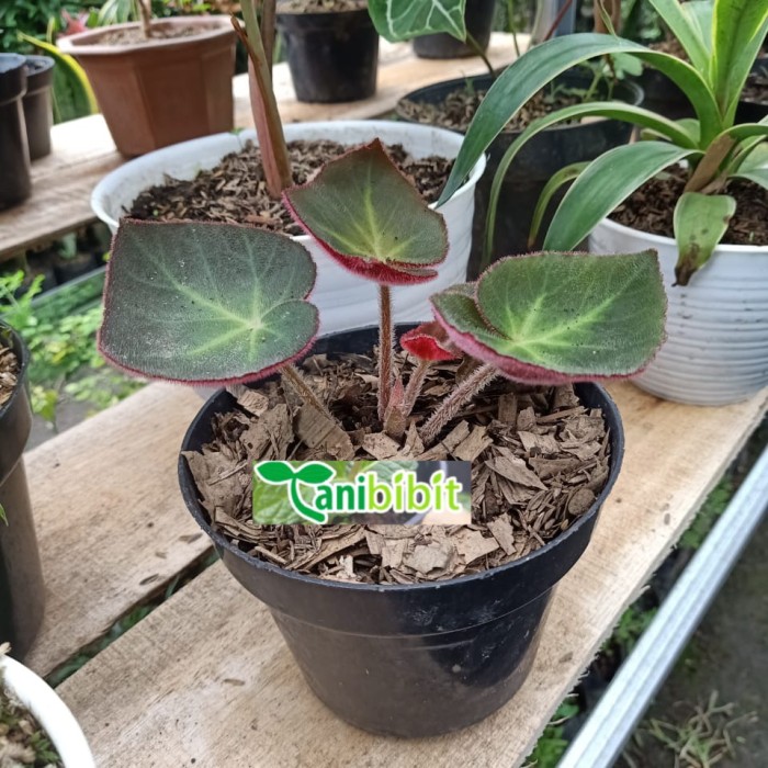 Tanaman hias begonia karpet uniqe