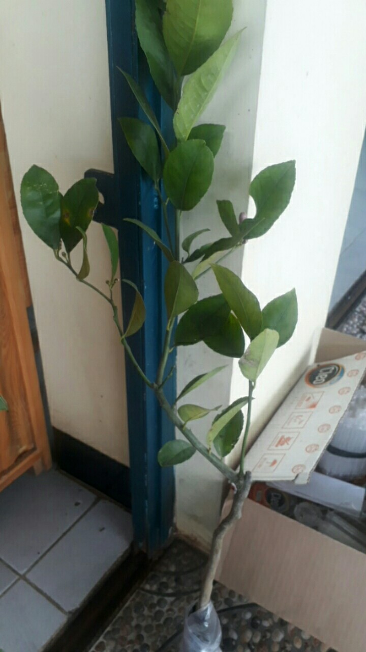 Bibit Jeruk Lemon California Berbunga