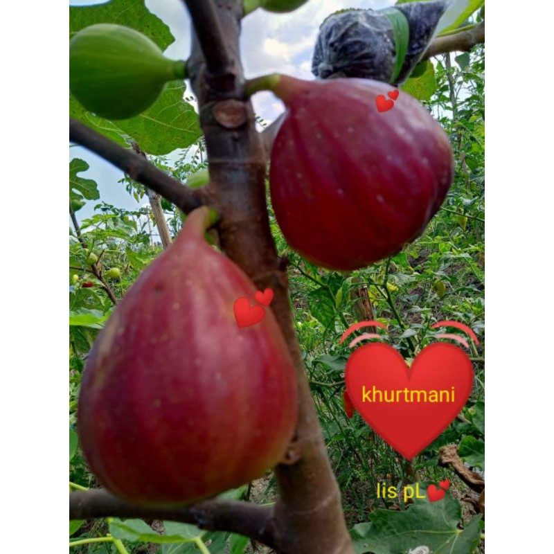 

bibit frescangkok buah tin jenis khurtmani