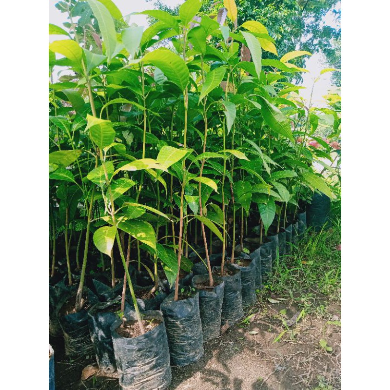 

sedling mangga