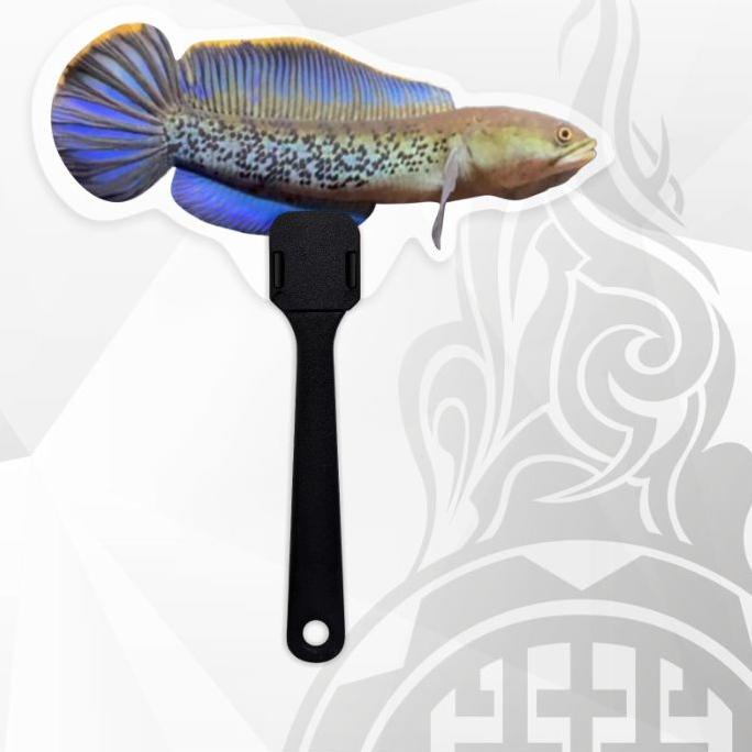 Rame-Rame MURAH WAYANG UNTULAN CHANNA ANDRAO, PLEURO, STEWARTI, ASIATICA, YELLOW SENTARUM | Ready St