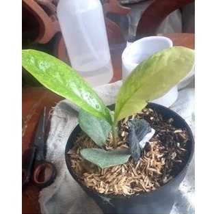 zamia varigata raven hitam / tanaman hias