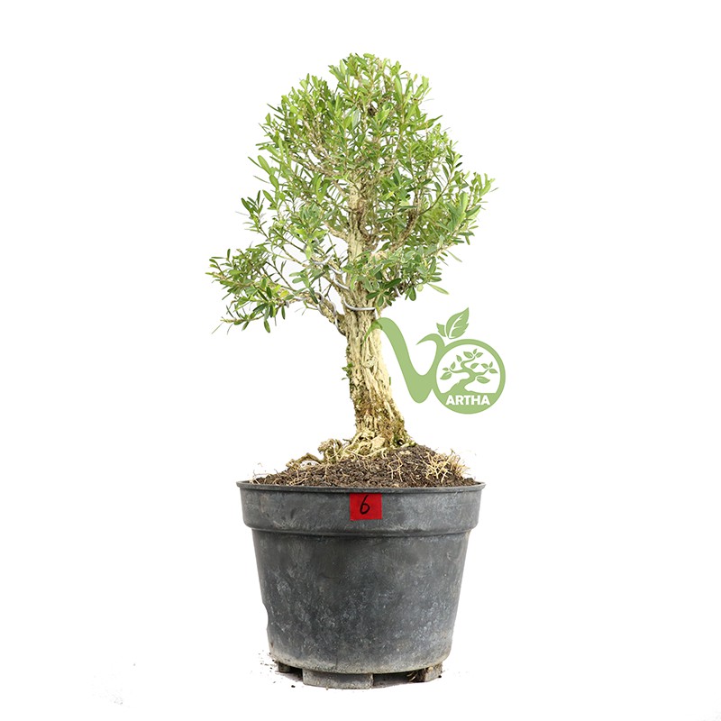 Bonsai Buxus - Mame 06