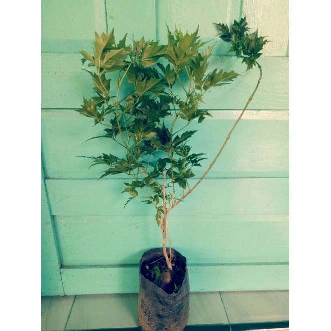 Grosir 10 Bibit Tanaman Pohon Kayu Cendana NTT   / Benih/Biji/Bibit