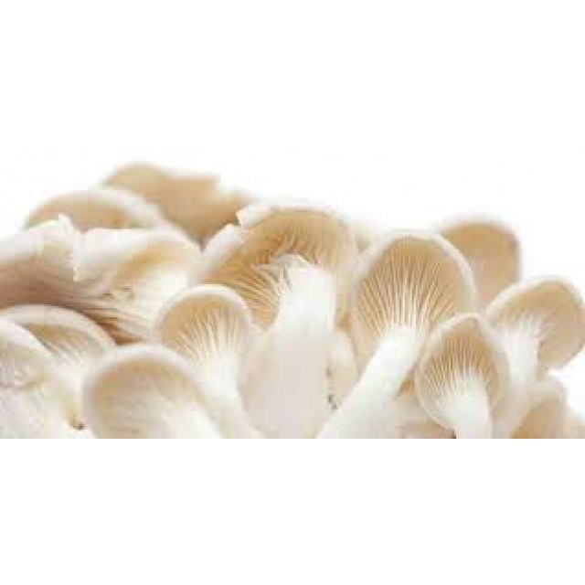 

KIRIM BESOK Jamur Tiram