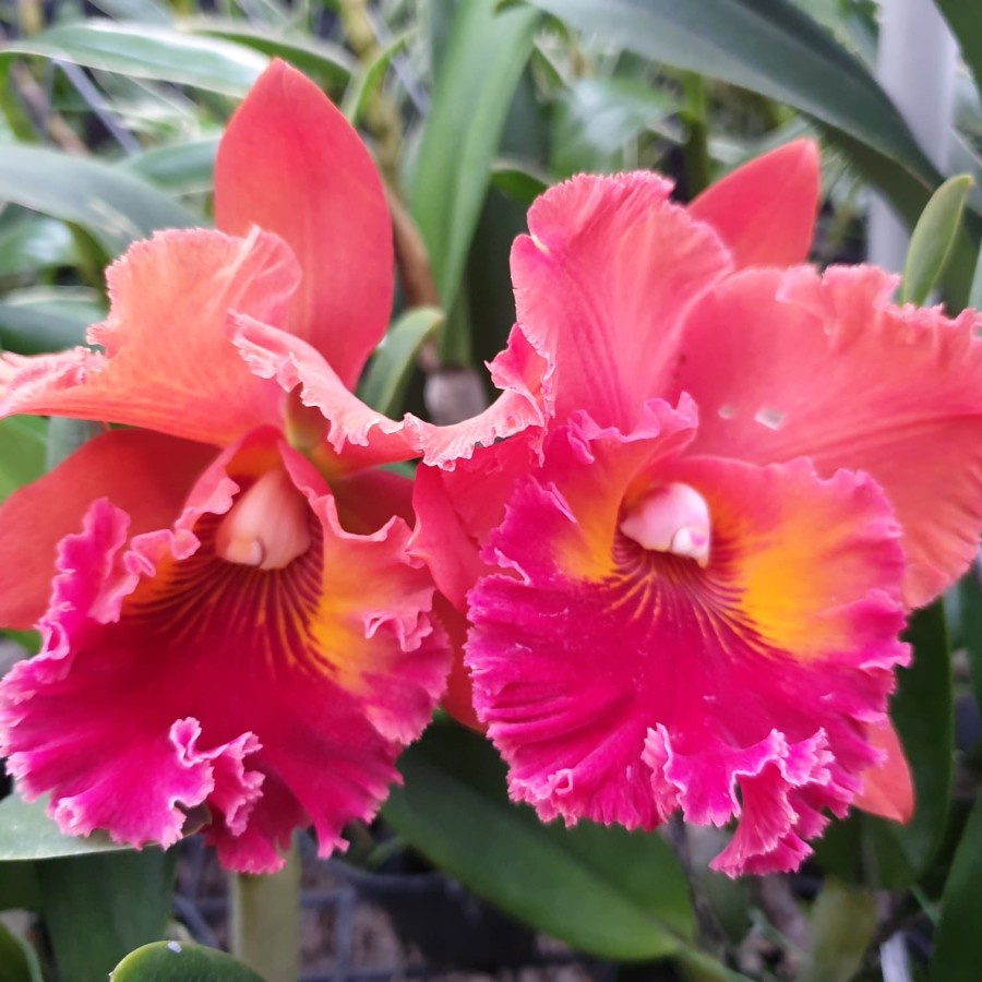 [ DEWASA ] Rhyncholaeliocattleya Nakornchaisri Red — simbol pesona dan prestise dalam dunia anggrek.
