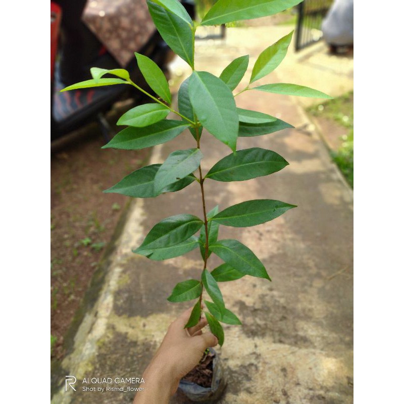 POHON SALAM TINGGI 50-60 CM / TANAMAN SALAM