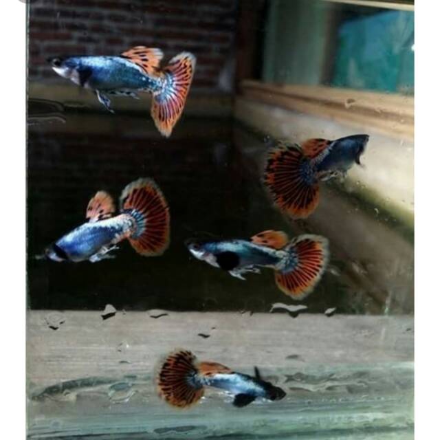 

Ikan Guppy platinum mozaik beg er