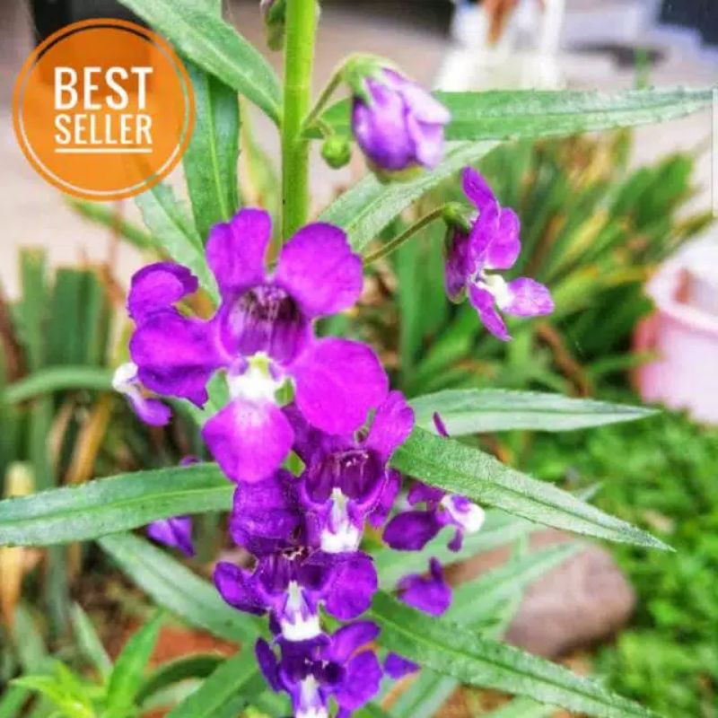 tanaman hias bunga lavender / tanaman hias lavender / tanaman pengusir nyamuk