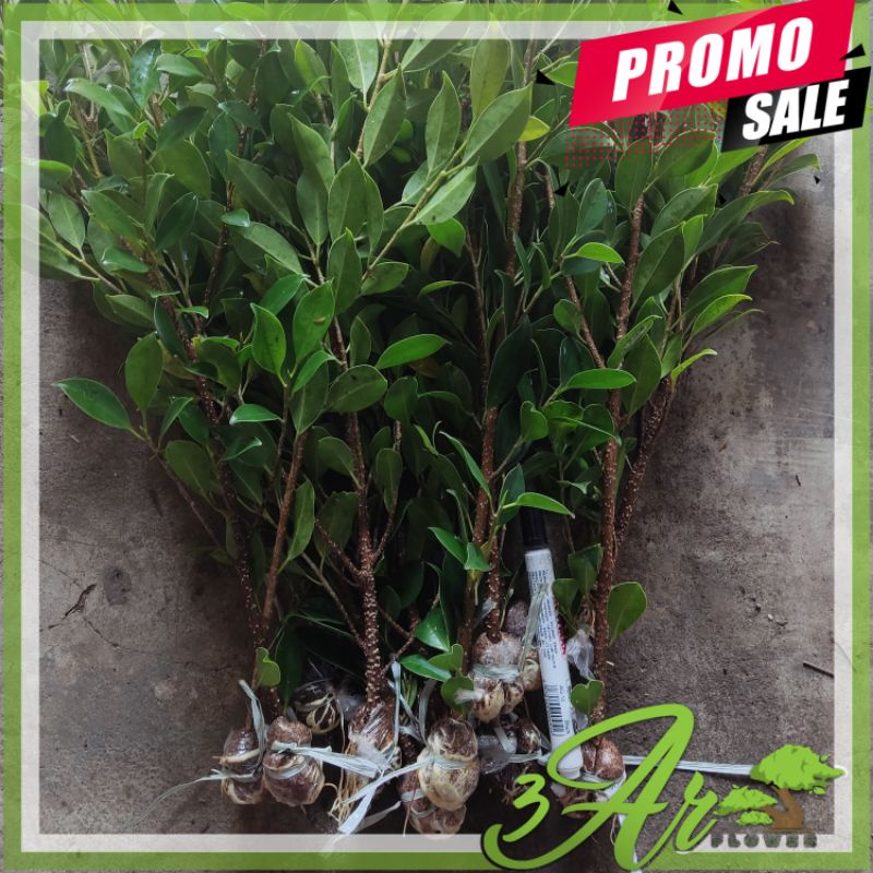 BIBIT BERINGIN KIMENG TURUN CANGKOK