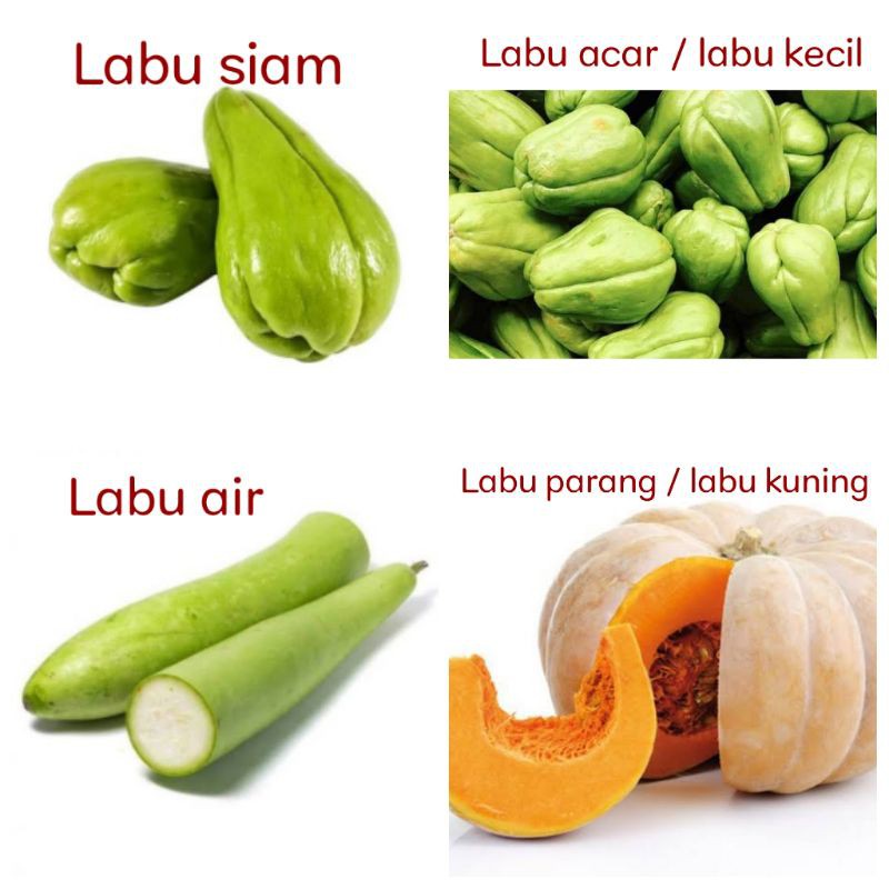 Jual Labu Siam Labu Acar Labu Kecil Labu Air Labu Parang Labu Kuning Shopee Indonesia 