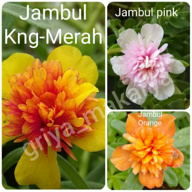 

Krokot jambul sepaket (seri A) /+name tag