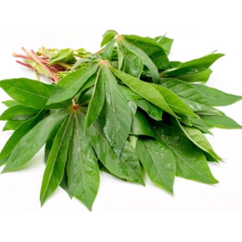 

Daun singkong berkualitas / ikat