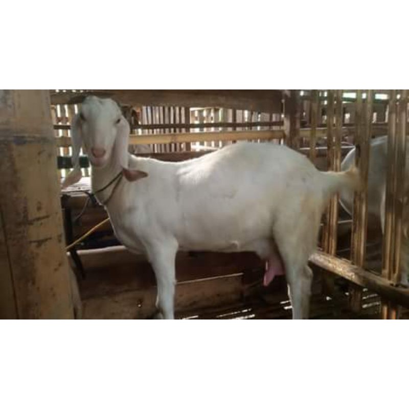 

SUSU KAMBING CAIR TANPA BAHAN PENGAWET