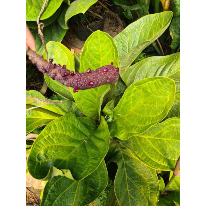 Biji Anthurium Jemani Mangkok Pagoda