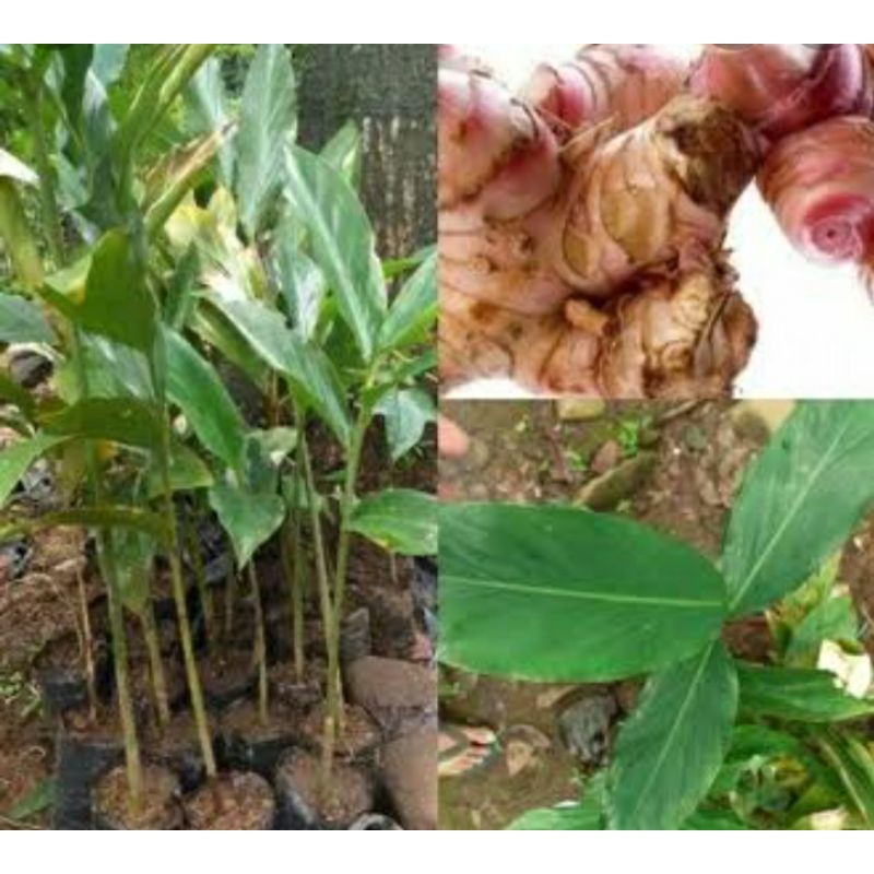 

laos || lengkuas || bumbu dapur || obat alami