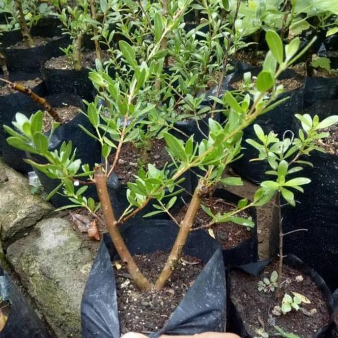 BIBIT TANAMAN KAYU STIGI / SANTIGI (BUAT HIASAN & TASBEH) FREONG