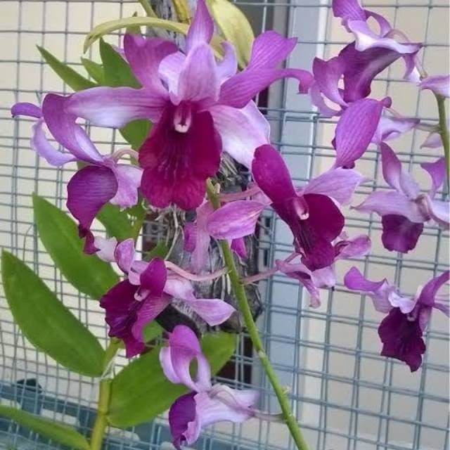 DendroBium  Indonesia Raya Red Spike / Dewasa
