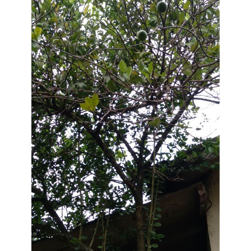 

daun jeruk nipis per10 lembar