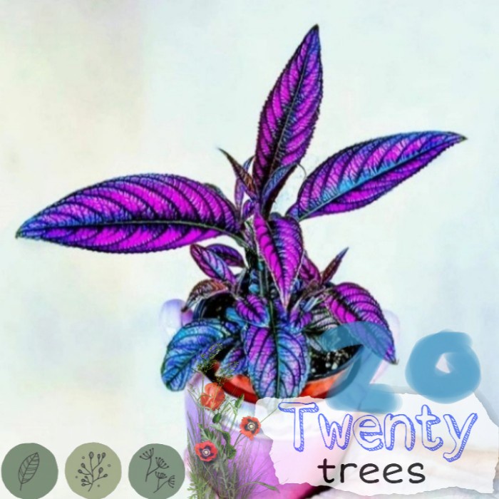 Pohon Miana Ungu / Miana Samber Lilin Tanaman Hias Pohon Daun Miana