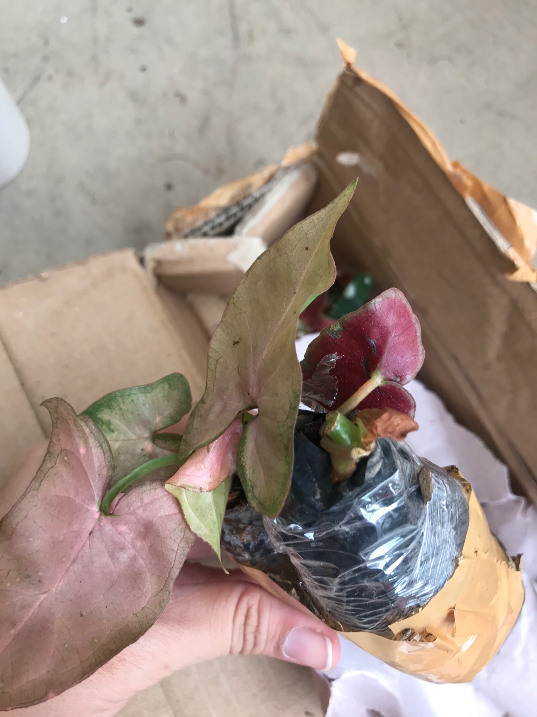 Promo Terbaru !! Tanaman Hias Sygonium Pink