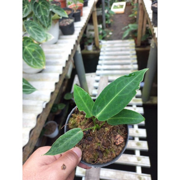 Tanaman Hias Bunga anthurium Waroquenum atau Lidah Gajah