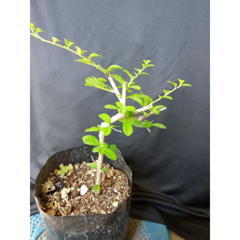 Hokiantea Carmona Retusa Import