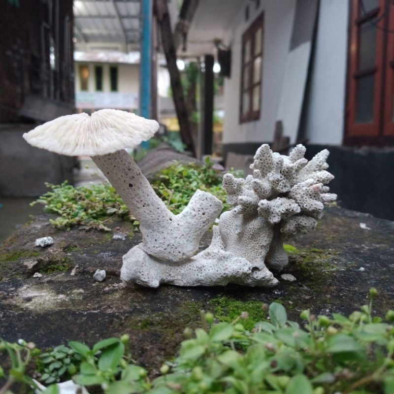 BATU KARANG RANGKAI HIASAN AQUARIUM/ ORNAMEN BATU KARANG LAUT ASLI/ RUMAH IKAN/ RUMAH IKAN HIAS/ BAT