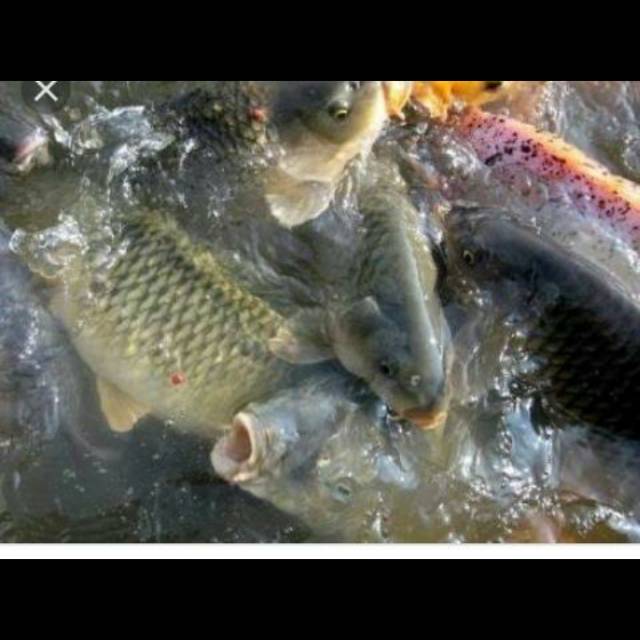 

Ikan Mas/ Ikan segar/ ikan murah