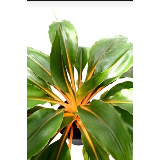 

Biji Aglonema orange Steam