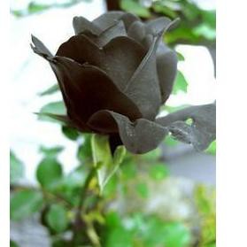 Diskonqdw-877  BENIH BUNGA MAWAR HITAM