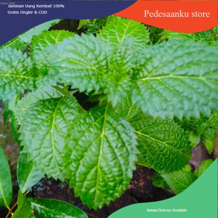 

TERMURAH DAUN PECUT KUDA/DAUN JARONG SEGAR (1Kg)