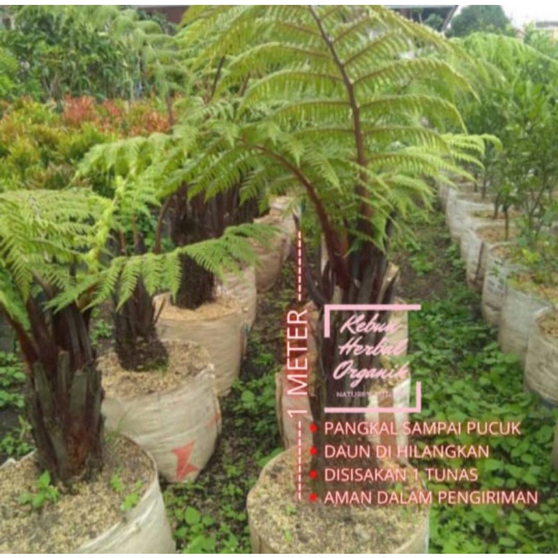 Pakis paku tiang hias/Pakis monyet 1 meter