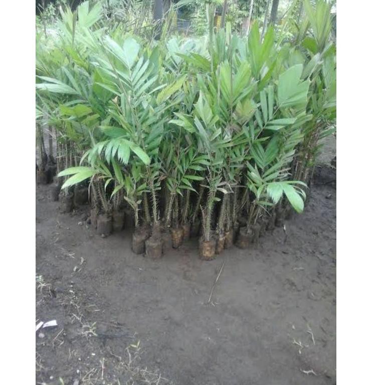 ✹ Bibit Salak Pondoh Cangkok Cepat Berbuah LNP