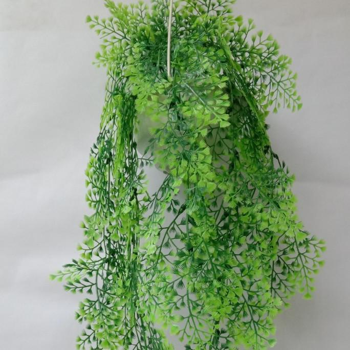 tanaman hias plastik, pakis rambat / pakis gantung