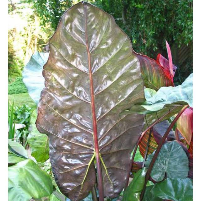 ALOCASIA MACRORRHIZA BLACK STEM ELEPHANT EAR PLANT
