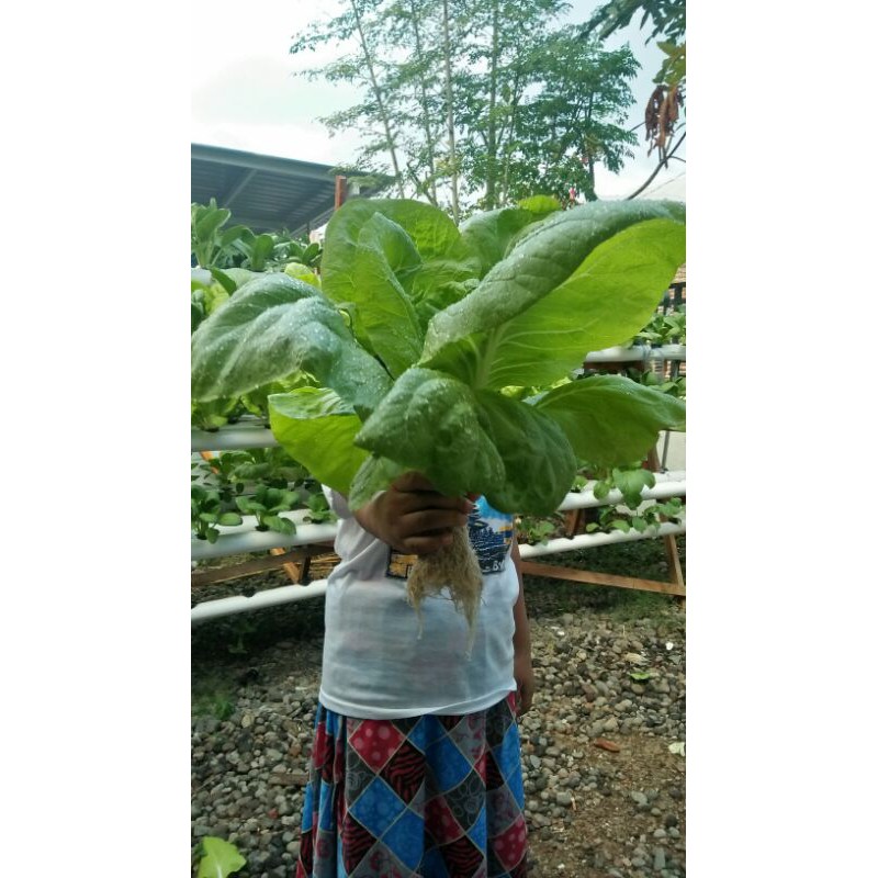 

sawi samhong fresh / sawi pakcoy fresh