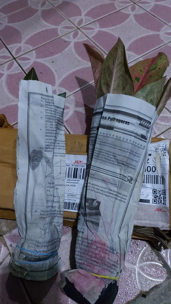 Tanaman Hias Aglonema Big Roy / Lulaiwan