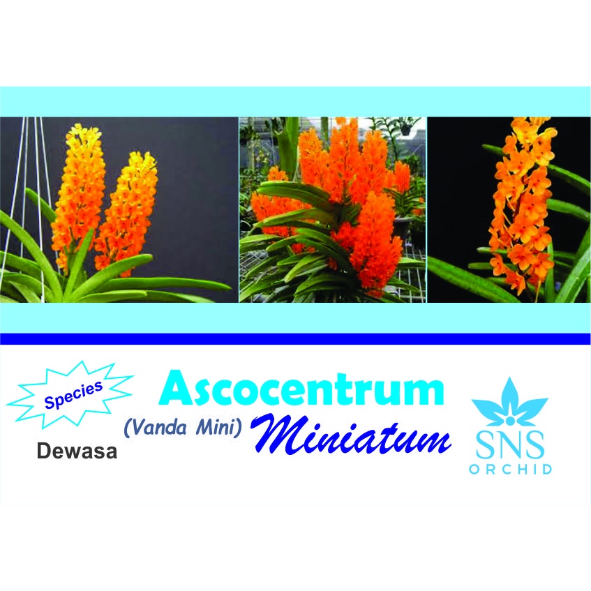 Vanda Asco Mini Dewasa Siap Bunga Anggrek Species Ascocentrum Miniatum Ramai Spesi Spesies Speci
