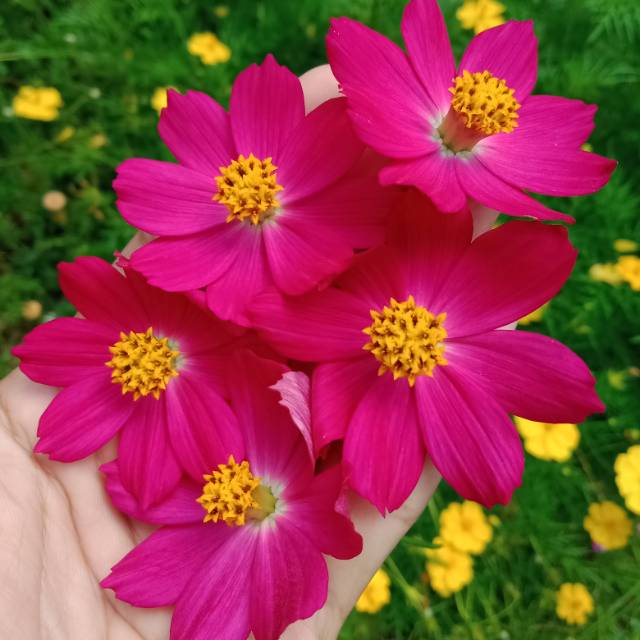 Bunga Cosmos Sulphureus Magenta Import From Thailand 20 Biji Shopee Indonesia