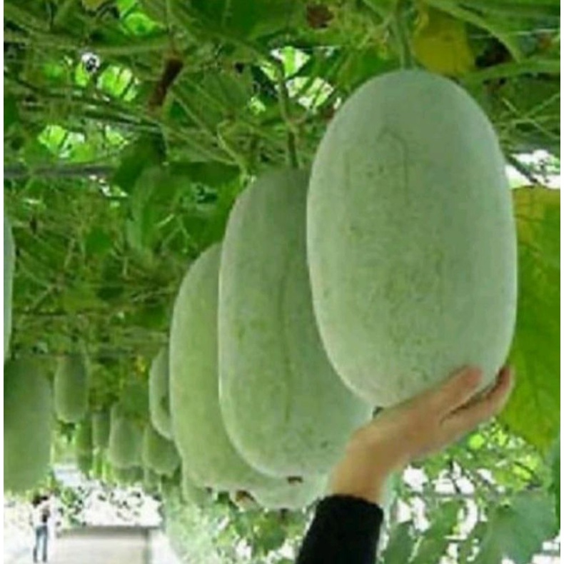 

buah beligo/bligo 3 kg buah kundur beligo