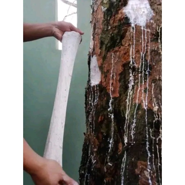 pulut burung anti zonk pulut burung lem pulut burung murah