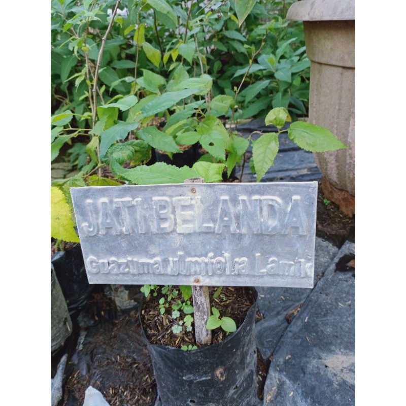 bibit herbal pohon jati belanda