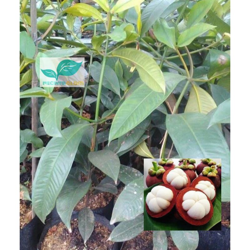 Bibit pohon buah manggis/Tanaman buah manggis