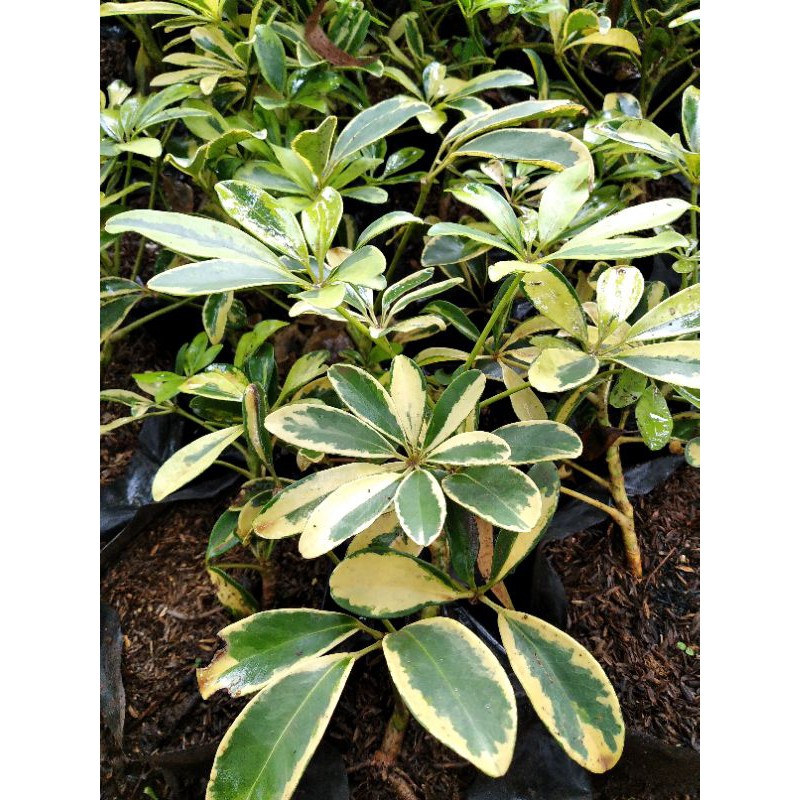 Tanaman hias Wali songo variegata / wali songo variegata