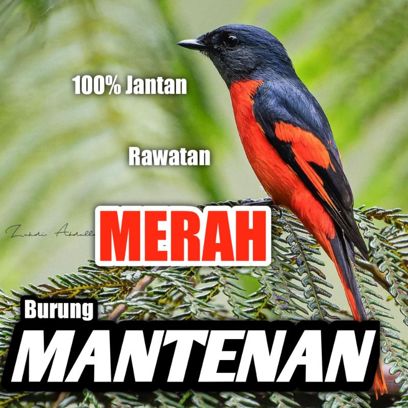 Burung Mantenan Merah Jantan Bahan Rawatan