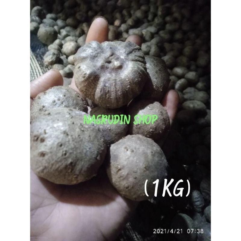 BIBIT PORANG 1KG / BIBIT KATAK PORANG SUPER SIAP TANAM / KATAK PORANG / BULBIL PORANG / COBLOK PORAN