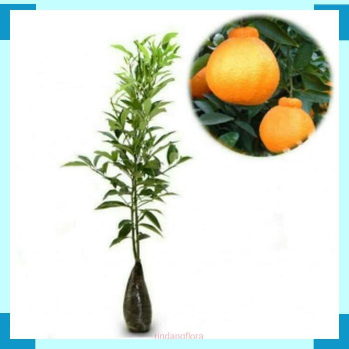 Bibit jeruk dekopon okulasi