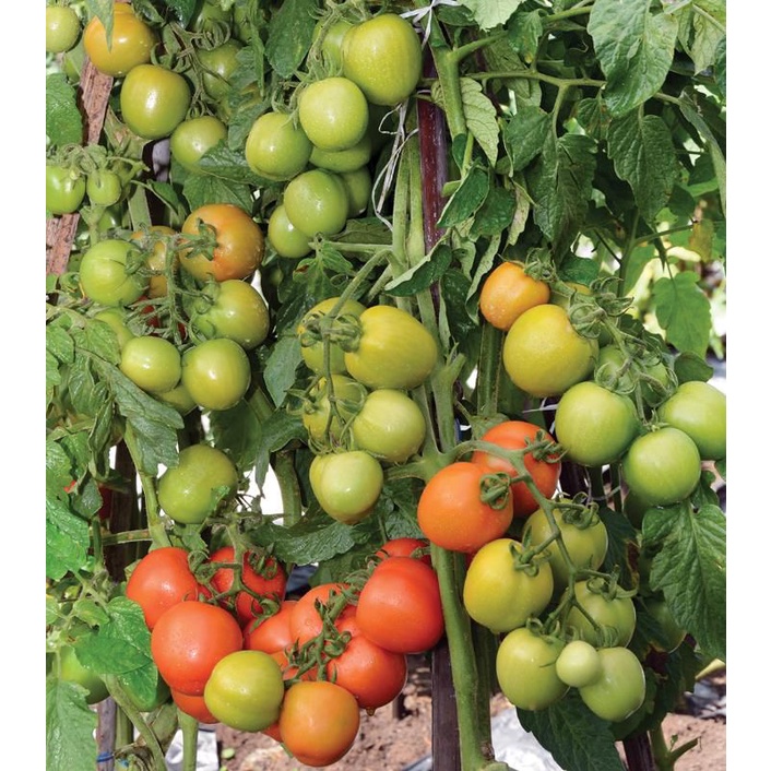 9 Benih Tomat Dataran Rendah SERVO F1 Bibit Tanaman Sayuran / Buah