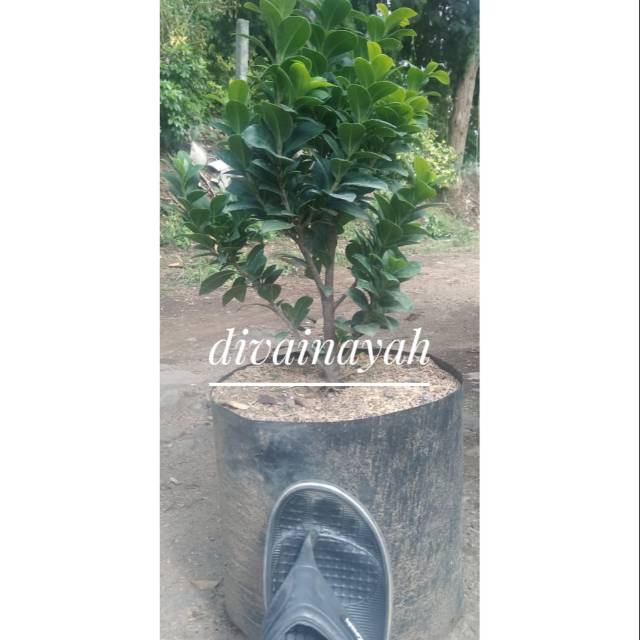 Tanaman hias bahan bonsai beringin dolar compacta